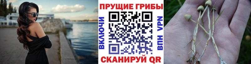 Галлюциногенные грибы мицелий Чегем